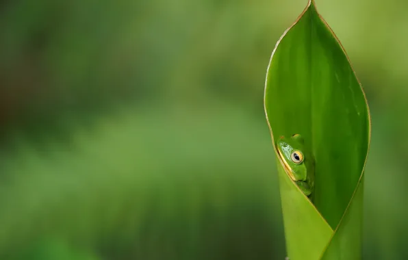 Picture nature, sheet, frog