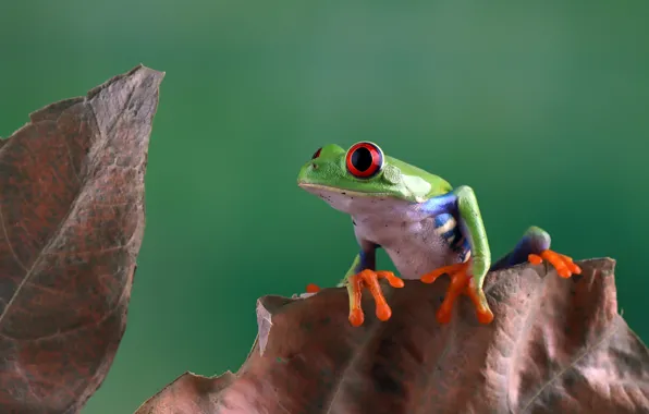 Look, leaves, pose, frog, green, wood, red-eyed tree frog