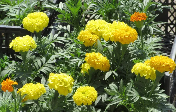 Yellow flowers, marigolds, Meduzanol ©, summer 2018