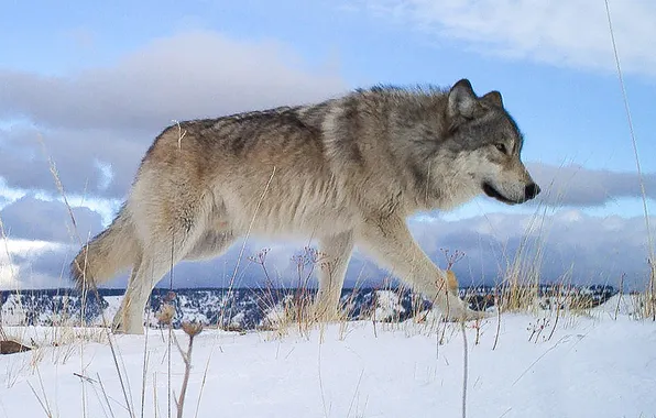 Picture nature, face, animal, wolf, wildlife, head, fur, mammal