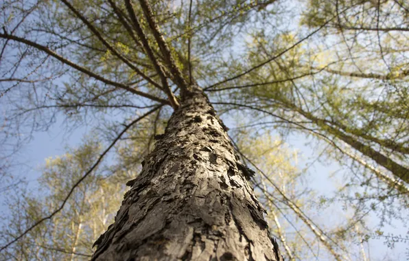 Tree, Park, Central Park, NSK, Novosibirsk, Archanicum, Canon 200D