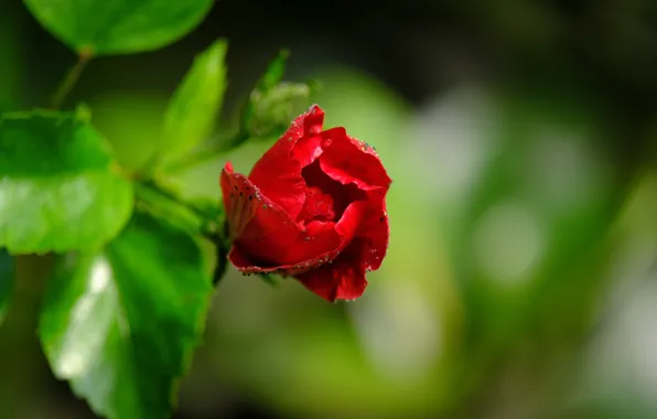 Nature, Rose, Minimalism