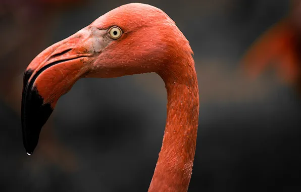 Pink, bird, beak, color, Flamingo