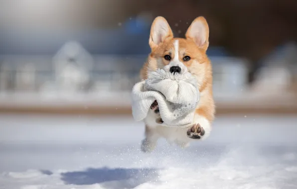 Picture winter, snow, animal, hat, dog, dog, Corgi, Svetlana Pisareva