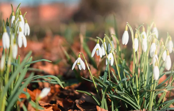 Picture light, flowers, mood, glade, spring, snowdrops, a lot