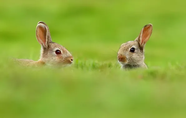 Picture greens, animals, grass, nature, blur, rabbits, ears, two