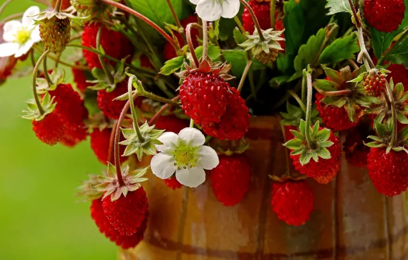 Summer, berries, strawberries, red, pot, flowers, a bunch, ripe