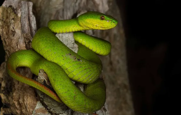 Stump, snake, ring, green