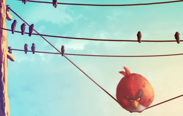 Picture birds, wire, red, Angry Birds, angry birds