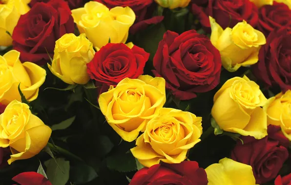 Picture flowers, roses, red, yellow