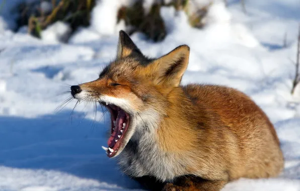 Winter, nature, Fox