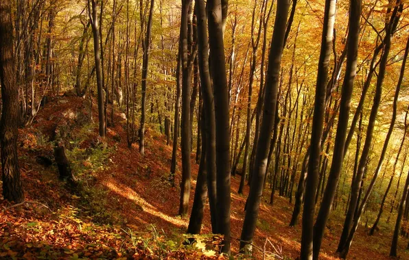 Autumn, forest, trees