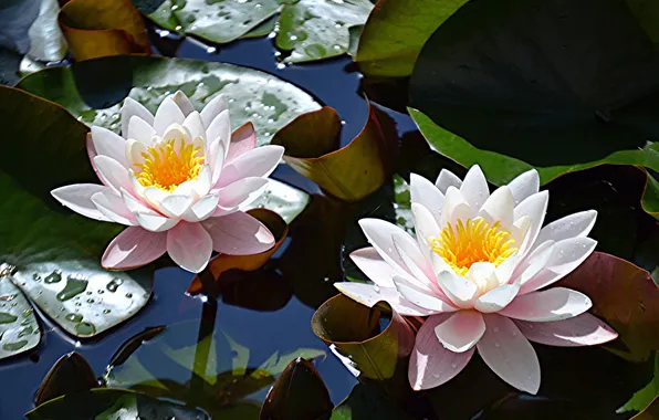 Leaves, flowers, lake, water lilies