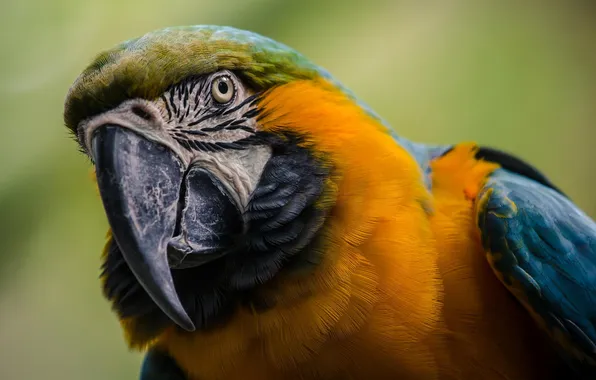 Bird, feathers, parrot, color, Ara, yellow