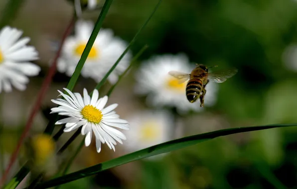 Picture flowers, nature, bee, chamomile