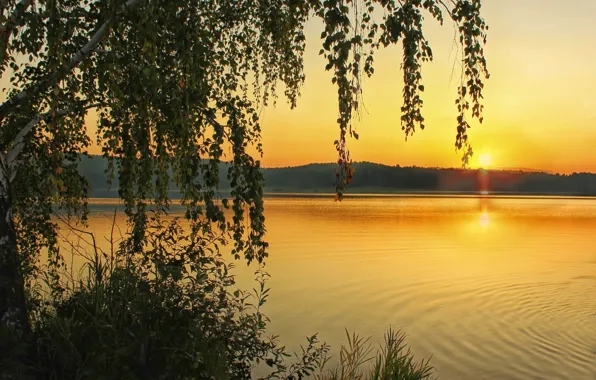 Sunset, river, birch