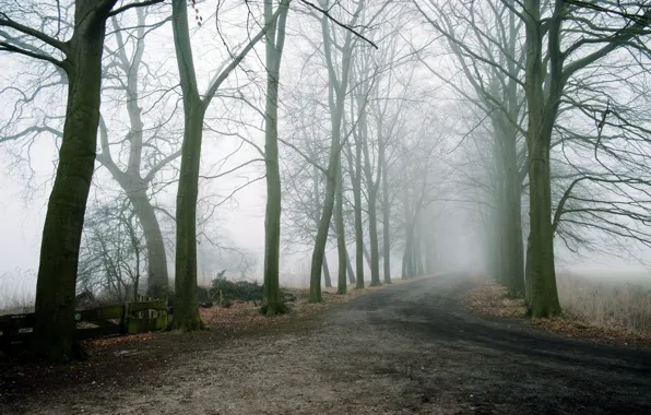 Picture road, trees, landscape, fog
