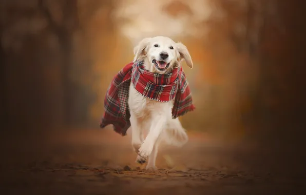 Autumn, dog, scarf, walk, bokeh, Golden Retriever, Golden Retriever