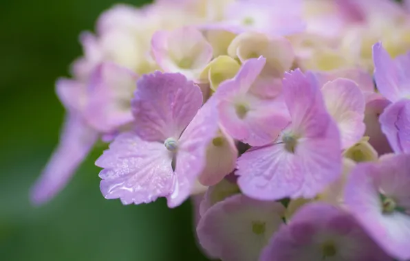 Macro, petals, hydrangea, inflorescence