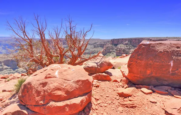 Picture trees, stones, rocks, AZ, USA, The Grand Canyon