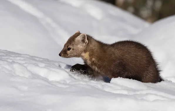 Winter, snow, the snow, walk, marten