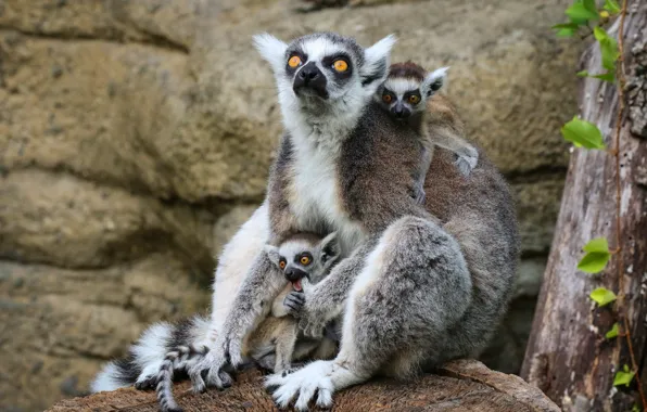 Pose, lemur, lemurs, kids, mom, family, cubs