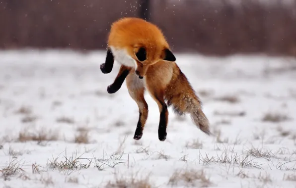 Winter, field, snow, jump, Fox