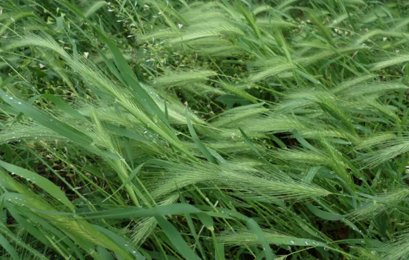 Picture summer, grass, spikelets, meadow, herbs
