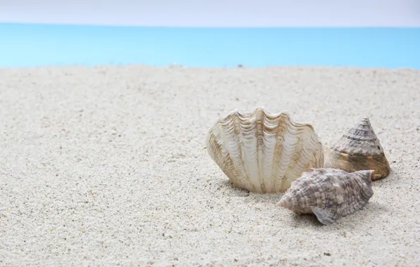 Sand, sea, shell