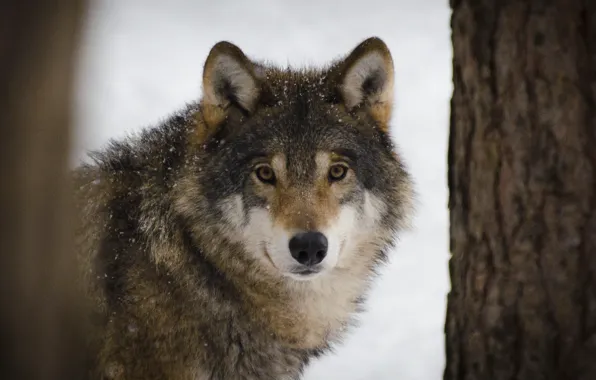 Picture nature, predator, animal, wolf, wildlife, portrait, portrait., Canis lupus. face