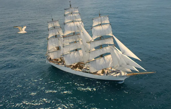 The ocean, sailboat, Seagull