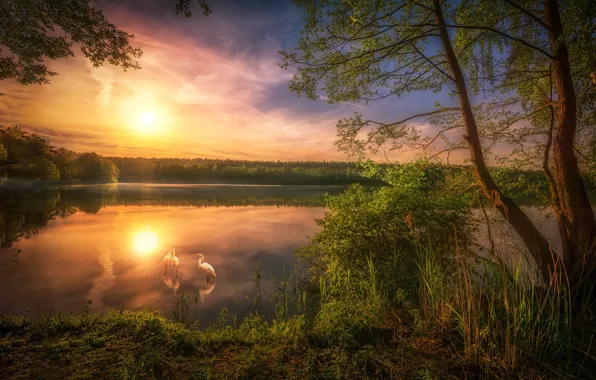 Picture lake, dawn, morning, herons
