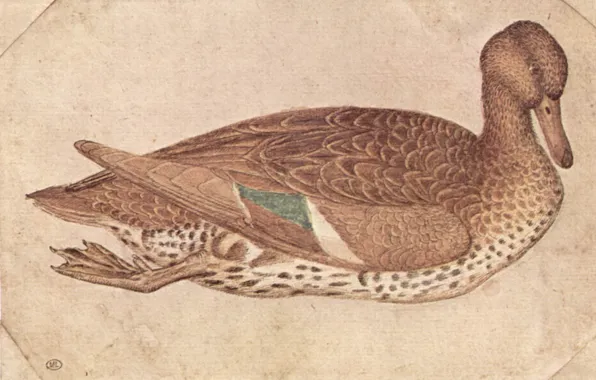 Pato, Antonio Pisanello, Duck in watercolor