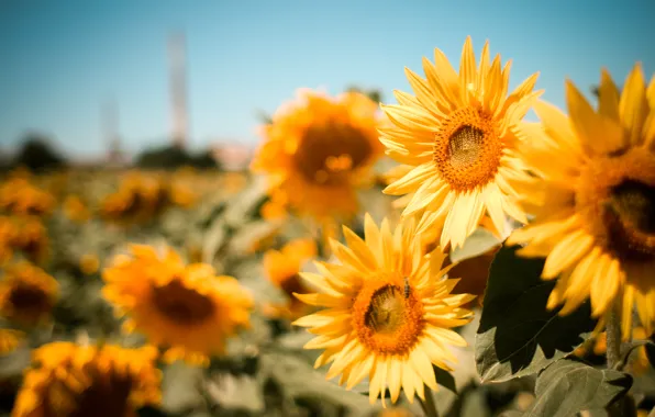 Field, summer, flowers, nature, blur, Sunflowers