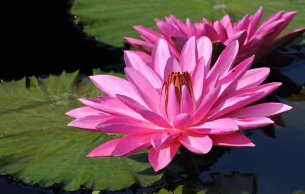 Leaves, water, flowers, pond, two, petals, pink, Duo