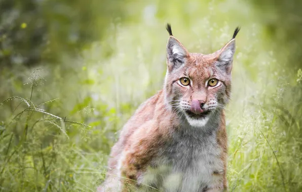 Language, grass, look, nature, portrait, lynx, face, bokeh