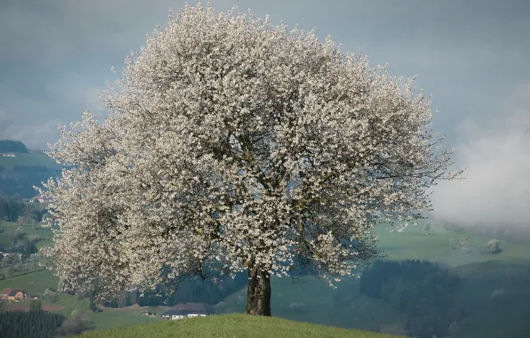 Tree, glade, spring, Sakura, flowering, crown