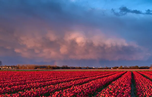 Picture tulips, Netherlands, plantation