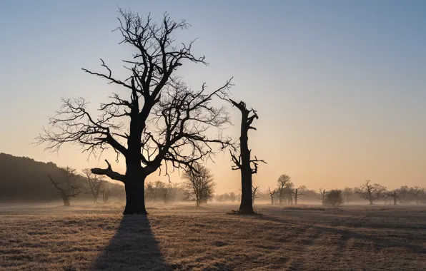Picture trees, nature, fog, morning