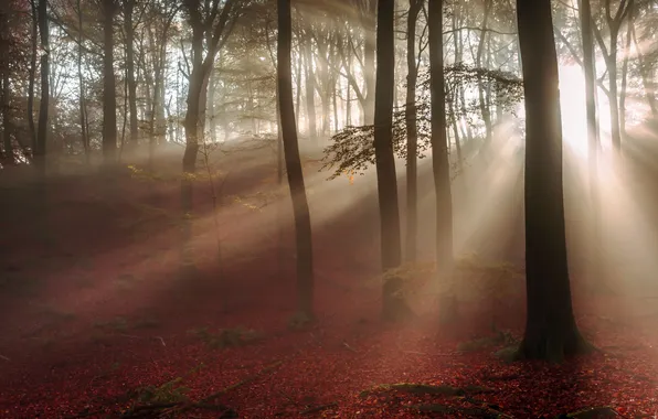 Autumn, forest, light, morning