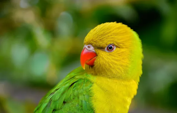 Picture bird, feathers, beak, parrot