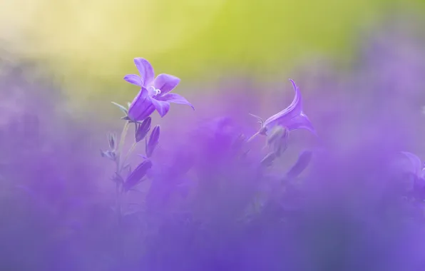 Summer, flowers, blur, bells