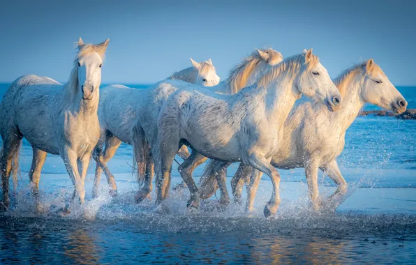 Sea, light, horses, horse, white, the herd, horses