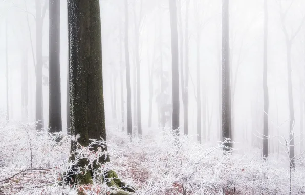 Wallpaper winter, forest, fog