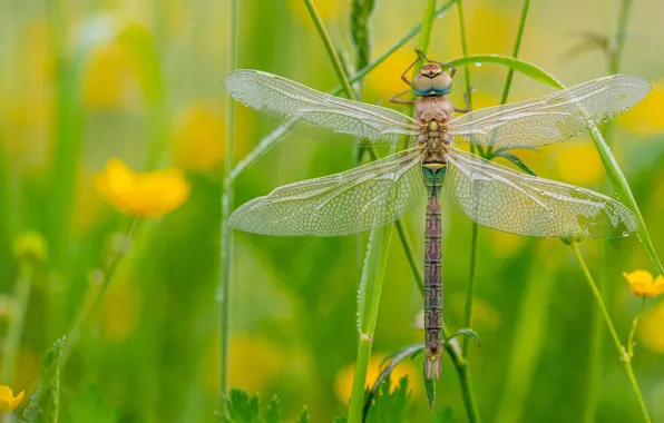 Greens, macro, flowers, dragonfly, meadow, insect