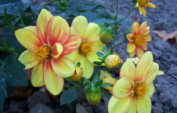 Flowers, dahlias, Meduzanol ©