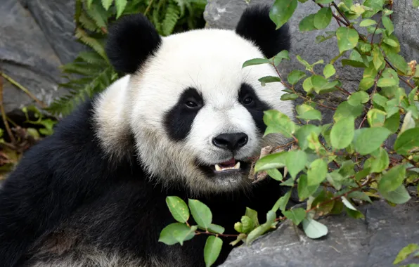 Look, face, leaves, branches, stones, portrait, bear, Panda