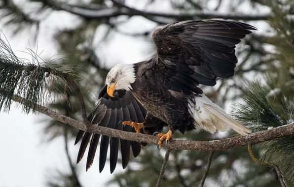 Picture nature, tree, eagle