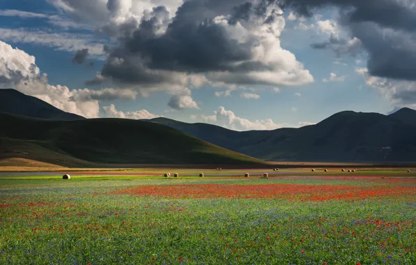 Field, summer, the sky, clouds, flowers, clouds, Maki, meadow