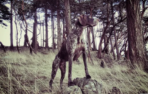 Forest, background, dog